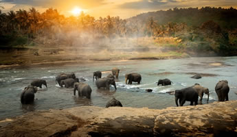 Gün batımı manzarasında gölde yıkanan filler